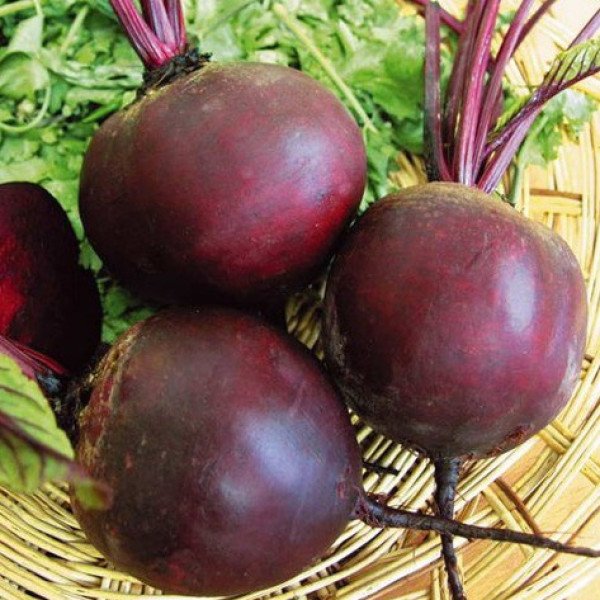 Насіння буряка Болтарді /100.000 насінин/ *Syngenta*