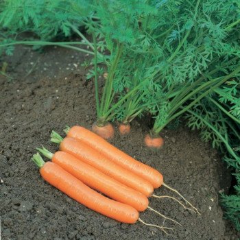 Морковь Дордонь F1 /50.000 семян (>1,6г)/ *Syngenta*