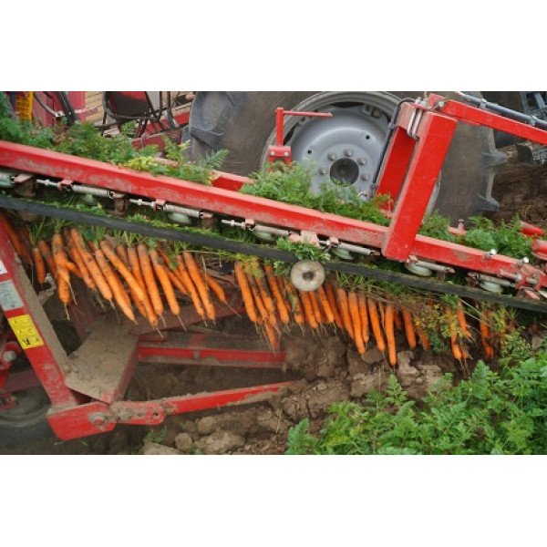 Насіння моркви Дордонь F1 /50.000 насінин (>1,6г)/ *Syngenta*