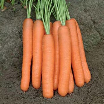 Морковь Чемпион F1 /100.000 семян/ *Syngenta*