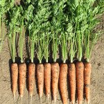 Морковь Редко /100.000 семян/ *Syngenta*