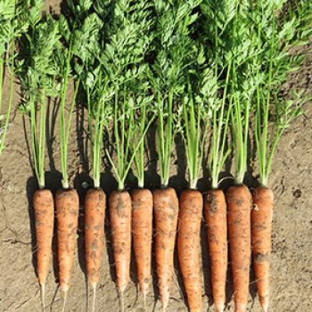 Морковь Редко /100.000 семян/ *Syngenta*