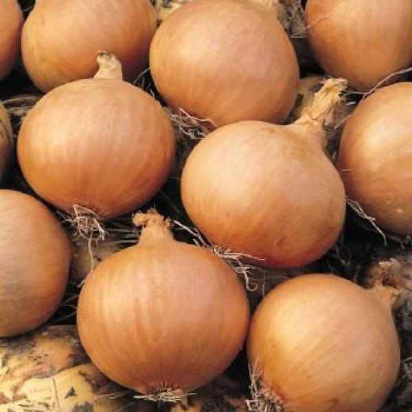 Насіння цибулі Солюшн F1 /250.000 насінин/ *Syngenta*