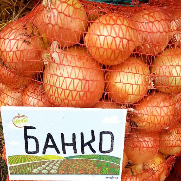 Семена лука Банко /250.000 семян/ *Syngenta*