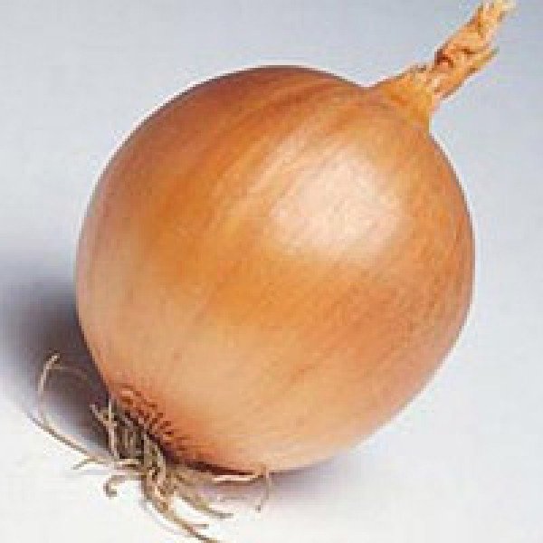 Семена лука Темптейшн F1 /250.000 семян/ *Syngenta*