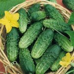 Огірок Октопус F1 /500 насінин/ *Syngenta*