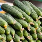 Огурец Спино F1 /500 семян/ *Syngenta*