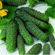 Насіння огірка Пасалімо F1 /500 насінин/ *Syngenta*