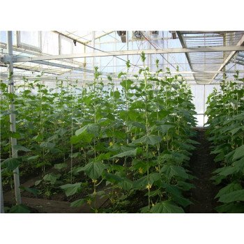 Огурец Пасалимо F1 /500 семян/ *Syngenta*