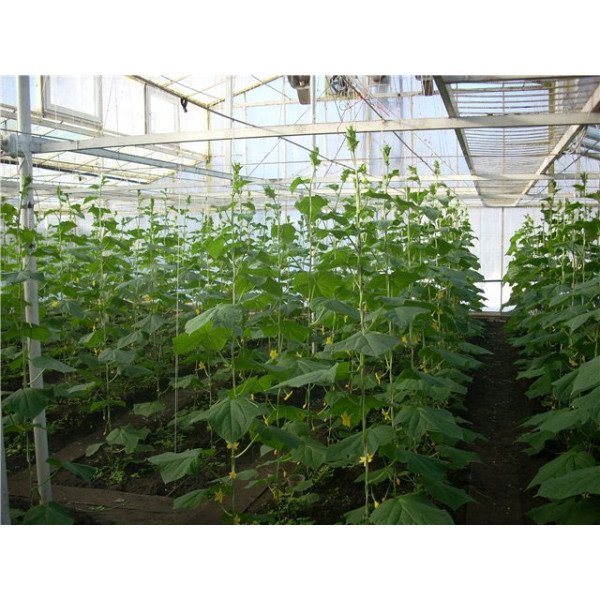 Насіння огірка Пасалімо F1 /500 насінин/ *Syngenta*