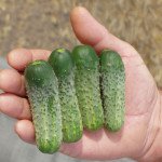 Огірок Пасамонте F1 /500 насінин/ *Syngenta*