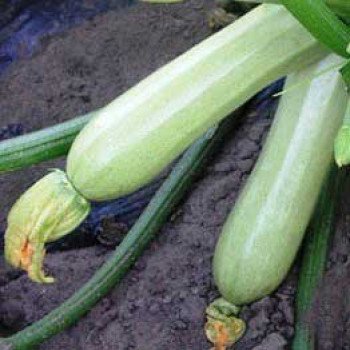Кабачок Ангелина F1 /500 семян/ *Syngenta*