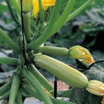 Кабачок Серена F1 /500 семян/ *Syngenta*