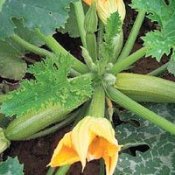 Кабачок Отто F1 /500 семян/ *Syngenta*