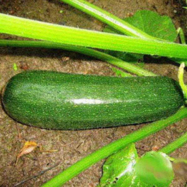 Семена кабачка Дафна F1 /500 семян/ *Syngenta*