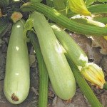 Кабачок Карізма F1 /2.500 насінин/ *Syngenta*