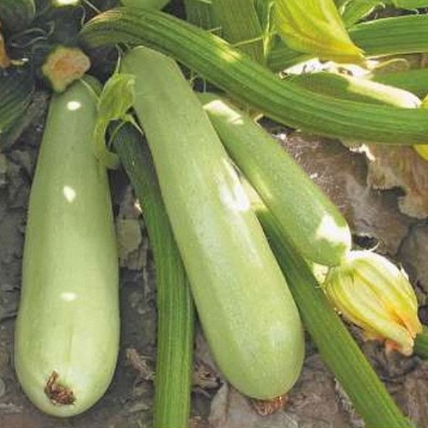 Семена кабачка Каризма F1 /2.500 семян/ *Syngenta*