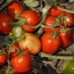 Томат Чіблі F1 /2.500 насінин/ *Syngenta*