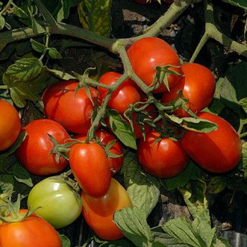 Томат Астерикс F1 /2.500 семян/ *Syngenta*