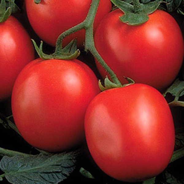 Семена томата Фортикс F1 /25.000 семян (драже)/ *Syngenta*