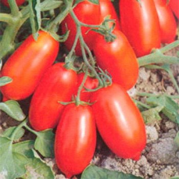 Томат Чикаго F1 /5.000 семян/ *Syngenta*