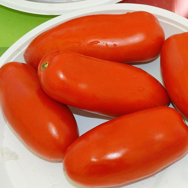 Семена томата Улиссе F1 /2.500 семян/ *Syngenta*