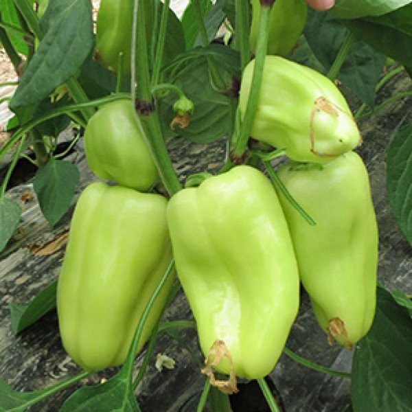 Насіння перцю солодкого Барбі F1 /500 насінин/ *Syngenta*