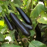 Баклажан Миледа F1 /1.000 семян/ *Syngenta*