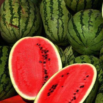 Арбуз Топ Ган F1 /1.000 семян/ *Syngenta*