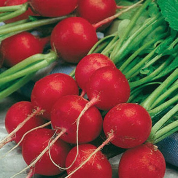 Семена редиса Рондар F1 /10.000 семян/ *Syngenta*