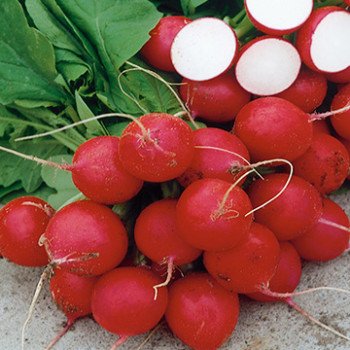 Редис Каспар F1 /10.000 семян/ *Syngenta*