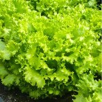 Салат Фанли F1 /5.000 семян/ *Syngenta*