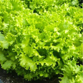 Салат Фанлі F1 /5.000 насінин/ *Syngenta*