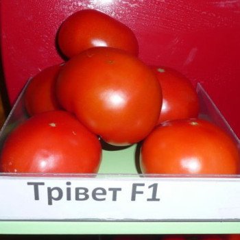 Томат Тривет F1 /500 семян/ *Syngenta*