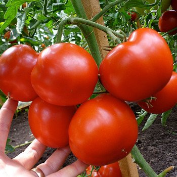 Томат Гравитет F1 /500 семян/ *Syngenta*