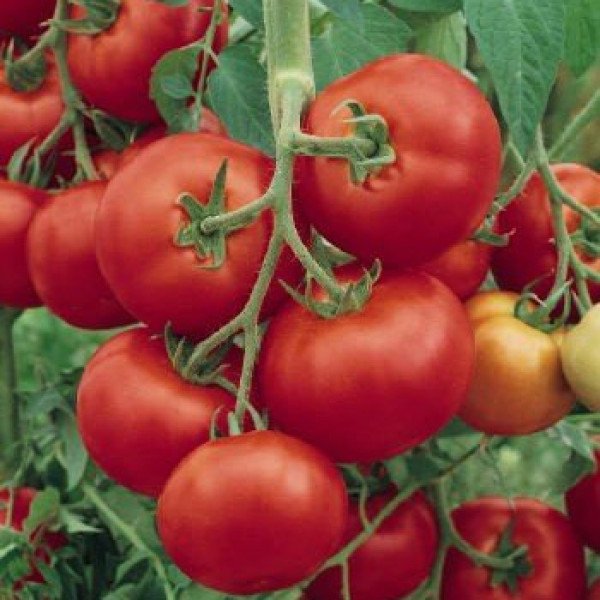 Семена томата Силует F1 /500 семян/ *Syngenta*