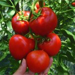 Томат Кабінет F1 /500 насінин/ *Syngenta*