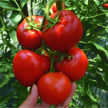 Томат Кабинет F1 /500 семян/ *Syngenta*