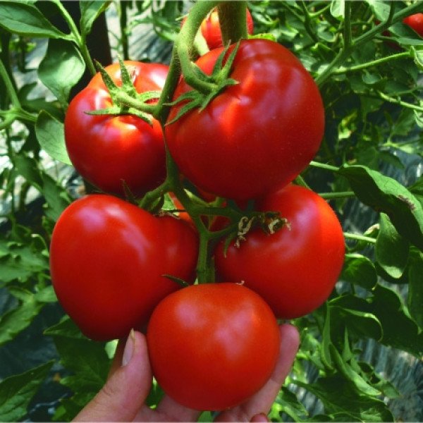 Семена томата Кабинет F1 /500 семян/ *Syngenta*