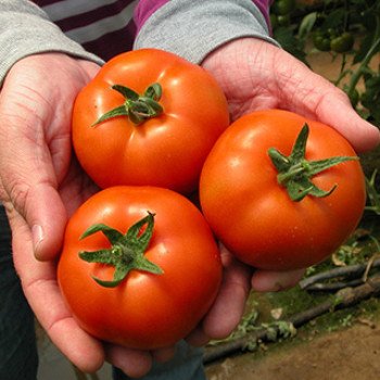 Томат Минарет F1 /500 семян/ *Syngenta*