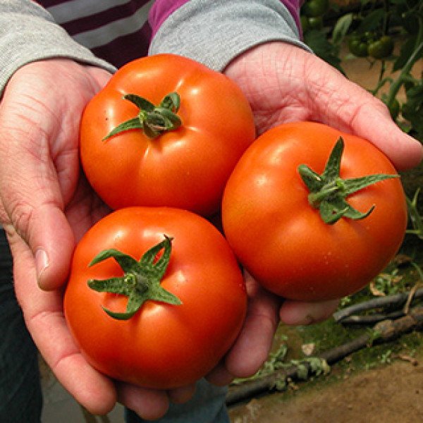 Семена томата Минарет F1 /500 семян/ *Syngenta*