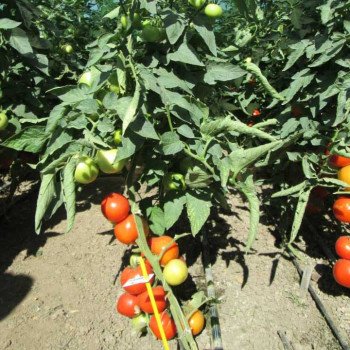 Томат Минарет F1 /500 семян/ *Syngenta*