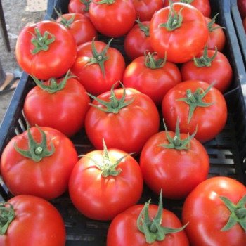 Томат Т-97082 (Квалитет) F1 /500 семян/ *Syngenta*