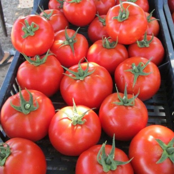 Семена томата Т-97082 (Квалитет) F1 /500 семян/ *Syngenta*