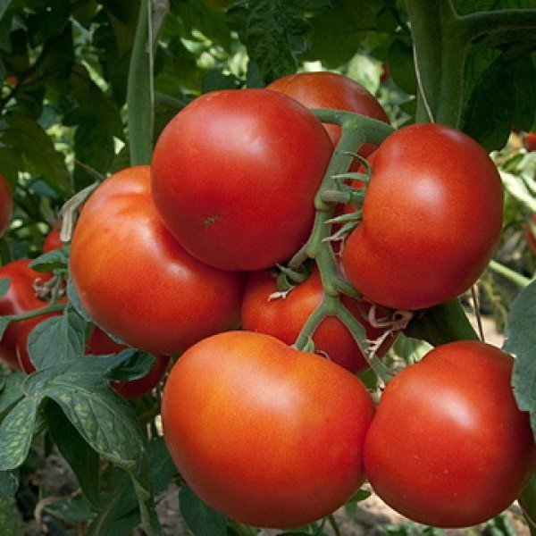 Семена томата Панекра F1 /500 семян/ *Syngenta*