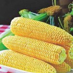 Кукуруза сахарная Спирит F1 /1 кг/ *Syngenta*