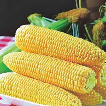 Кукуруза сахарная Спирит F1 /1 кг/ *Syngenta*