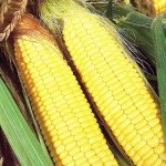 Кукурудза цукрова Бостон F1 /1 кг/ *Syngenta*