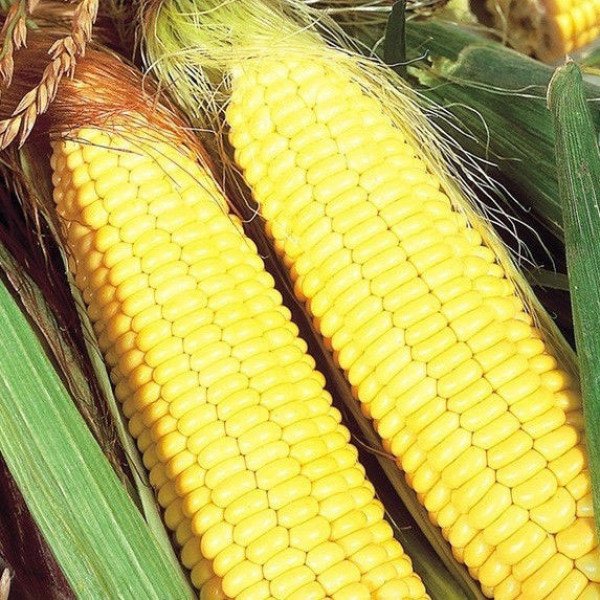 Насіння кукурудзи цукрової Бостон F1 /100.000 насінин/ *Syngenta*