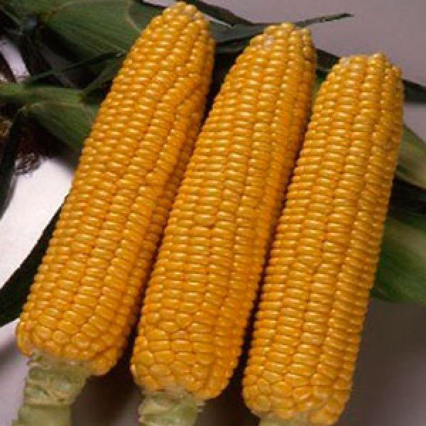 Семена кукурузы сахарной Свитстар F1 /100.000 семян/ *Syngenta*